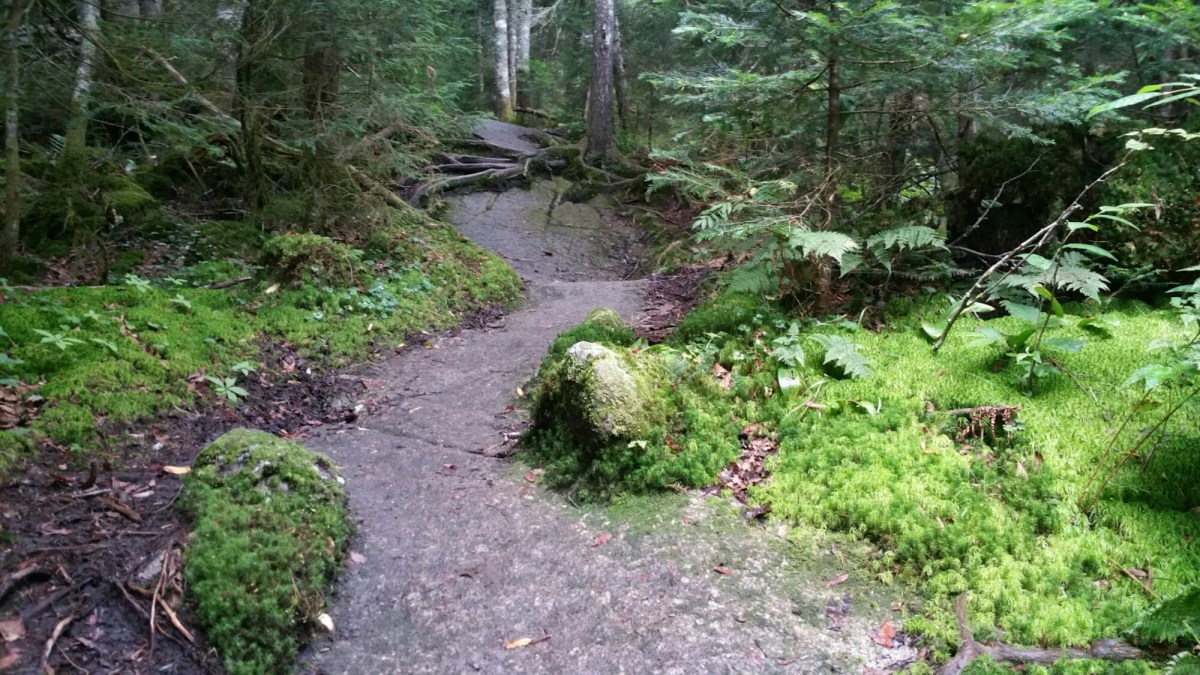 wp-1475270496508 image